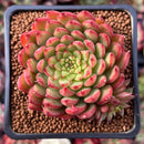 Echeveria Agavoides 'Rainstar' 2" Succulent Plant