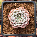 Echeveria 'White Zaragoza' 2" Succulent Plant