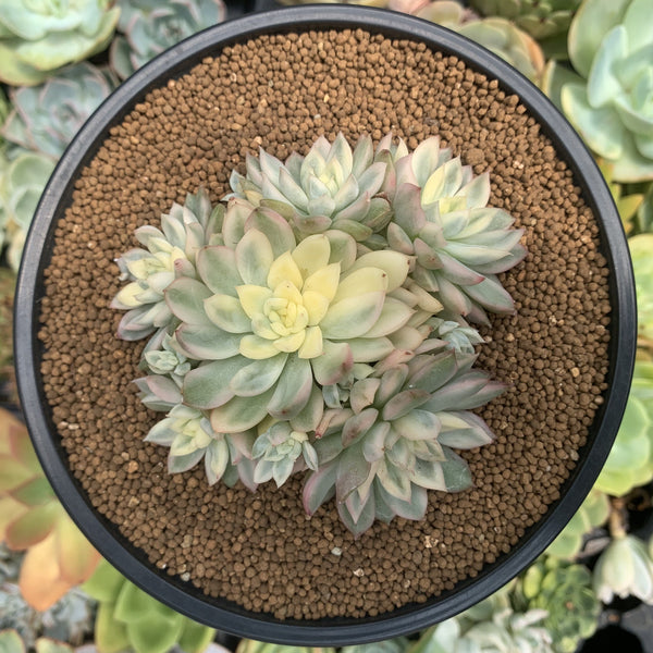 Echeveria 'Mebina' Variegated 4" Cluster Succulent Plant