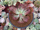 Echeveria Frill sp. Variegated 4-5"" Succulent Plant