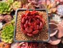 Echeveria Agavoides 'Rubra' 1"-2" Succulent Plant