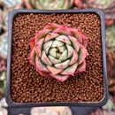 Echeveria 'El Greco' 1" Succulent Plant
