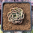 Echeveria 'Ben Badis' 1" Succulent Plant