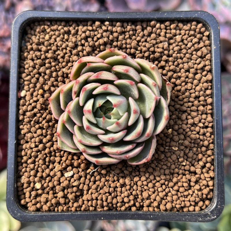 ben badis succulent Echeveria 'Ben Badis' 1" Succulent Plant – True Succulents Plant Co