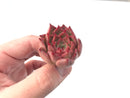 Echeveria 'Jelly Peach' Small 1" New Hybrid Succulent Plant