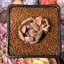 Echeveria 'Pastel Leon' 1" Succulent Plant