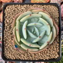 Echeveria 'Peach Girl' New Hybrid 3" Succulent Plant