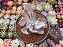 Pachyveria 'Jocelyns Joy' Variegated 2"-3" Succulent Plant