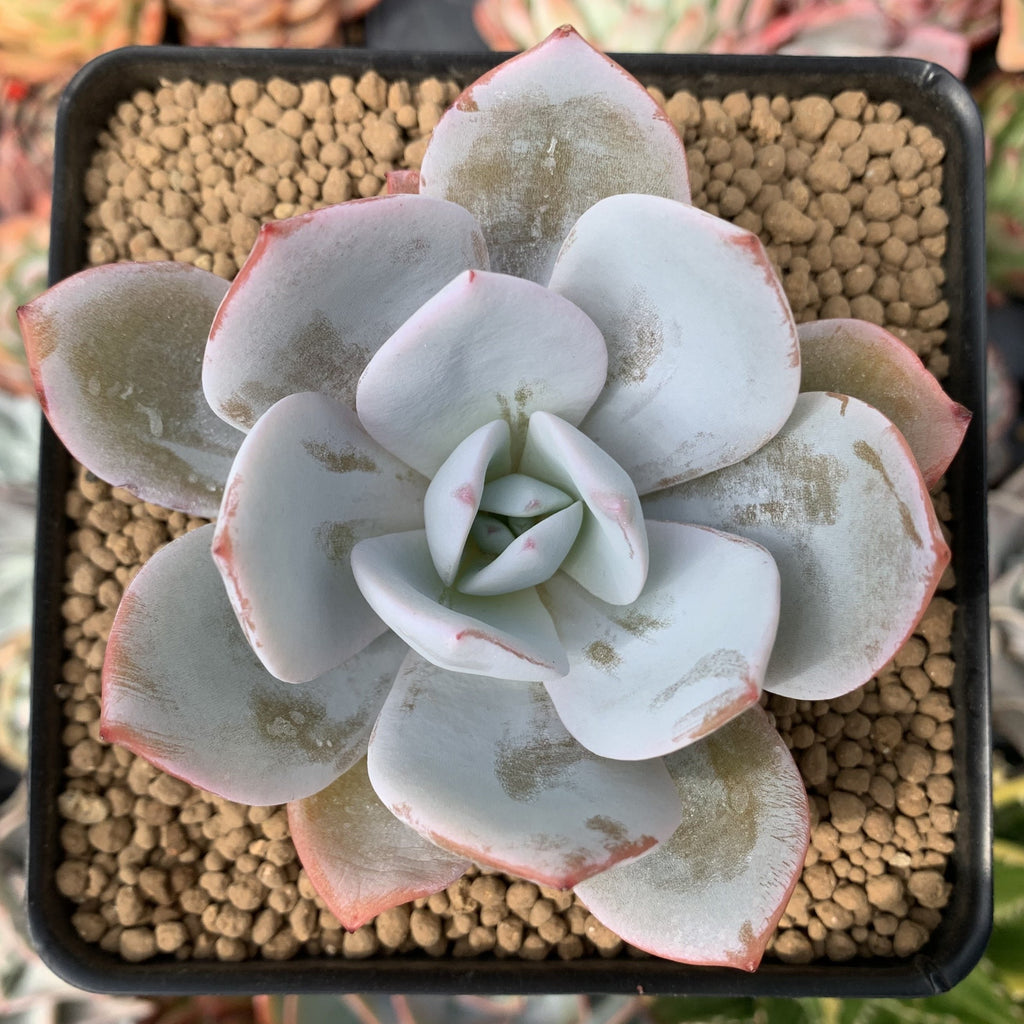 white lotus succulent Echeveria 'White Lotus' 2"-3"Succulent Plant – True Succulents Plant Co