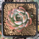 Echeveria 'Star Mark' 2" Succulent Plant
