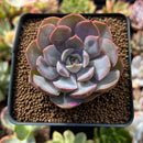Echeveria 'White Kisses' 2" Succulent Plant