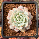 Echeveria 'Derlu' 1" Succulent Plant