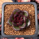 Echeveria 'Coco Jelly' 1" Succulent Plant