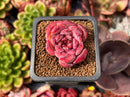 Echeveria 'Lovely' 1" Succulent Plant