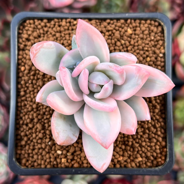 Pachyveria 'Powder Puff' Variegated 1"-2" Powdery Succulent Plant