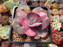 Echeveria 'Suyon Frill' Variegated 2"-3" Succulent Plant