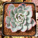 Echeveria 'Red Powder' 2" Powdery Succulent Plant