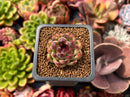 Echeveria 'Black Rose' 1" Succulent Plant