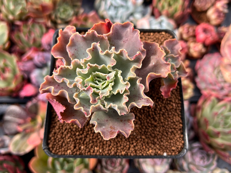 blue giant succulent care Echeveria 'Blue Curls' 2"-3" Cluster Succulent Plant – True Succulents Plant Co