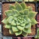 Echeveria Agavoides 'Alienor' 3" Succulent Plant
