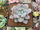 Echeveria 'Jin-Joo-Hee' 2" Succulent Plant