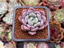Echeveria 'Lepe' 1" Succulent Plant