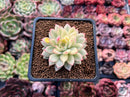 Echeveria 'Mebina' Variegated 2" Succulent Plant