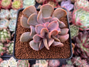 Echeveria 'Perle von Nurnberg' Trumpeting Form (Not Trumpet Pinky) 2"-3" Succulent Plant