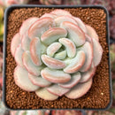 Echeveria 'Ice Cream' 2"-3" Succulent Plant