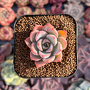 Echeveria 'Tinkerbell' 1" Succulent Plant