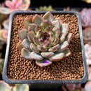 Echeveria 'Black Stone' 1" Succulent Plant