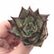 Echeveria Agavoides Ebony Superclone 2” Rare Succulent Plant