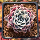 Echeveria 'Pink Spot' 2" Succulent Plant