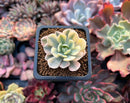 Echeveria Runyonii Variegated (Aka Echeveria 'Akaihosi' Variegated) 2" Succulent Plant