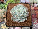 Echeveria 'Viyant' 2"-3" Succulent Plant