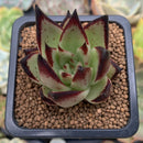 Echeveria Agavoides 'Jelly Cassiopeia' 2" Succulent Plant