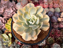 Echeveria Runyonii Variegated (Aka Echeveria 'Akaihosi' Variegated) 4" Succulent Plant