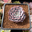 Echeveria 'Pink Zaragoza' 1" Succulent Plant