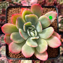 Echeveria 'Luella' Variegated 2" Succulent Plant
