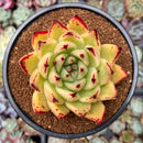 Echeveria Agavoides 'Ebony' Hybrid 3"-4" Succulent Plant