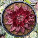 Echeveria Agavoides 'Luming' 4"-5" Succulent Plant