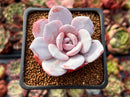 Echeveria 'Laui' 2" Powdery Succulent Plant