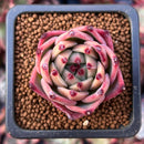 Echeveria 'Flora' 1" Succulent Plant