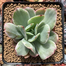 Echeveria 'Luella' Variegated 2"-3" Succulent Plant