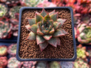 Echeveria 'Purpusorum' White Form 2" Succulent Plant