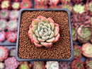 Echeveria Agavoides 'Rajoya' 1" Succulent Plant