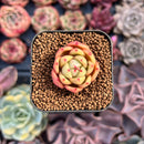 Echeveria 'Monro Chanel' 1/2" Seedling Succulent Plant