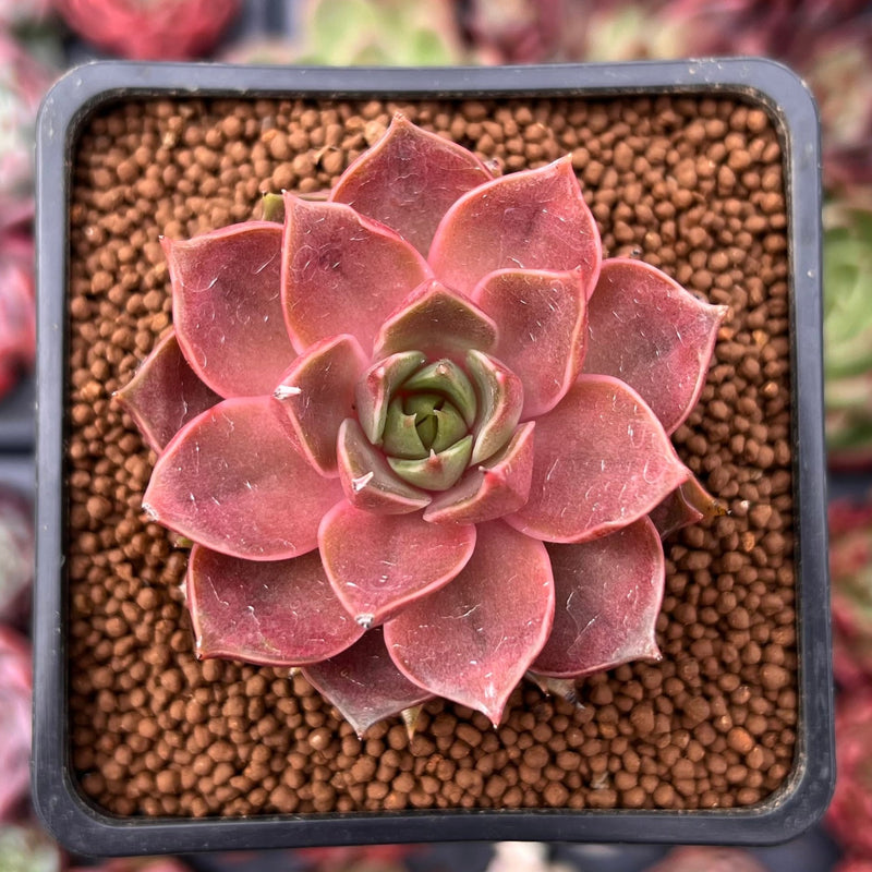 rose looking succulent Echeveria 'Mysterious Rose' 2" Succulent Plant – True Succulents Plant Co