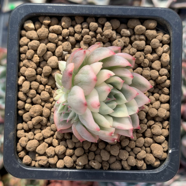 Echeveria 'Mebina' Variegated Cluster 1" Small Succulent Plant
