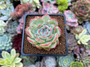 Echeveria 'Water Lily' 2" Succulent Plant